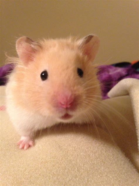 syrian hamster long hair 9