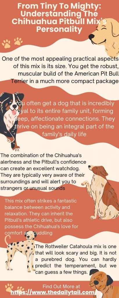 From Tiny To Mighty: Understanding The Chihuahua Pitbull Mix's Personality