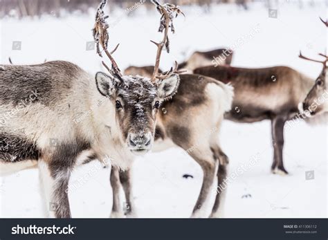 Reindeer Herd, Lapland, Northern Finland Stock Photo 411306112 ...