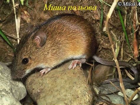 Дикі тварини - презентация онлайн
