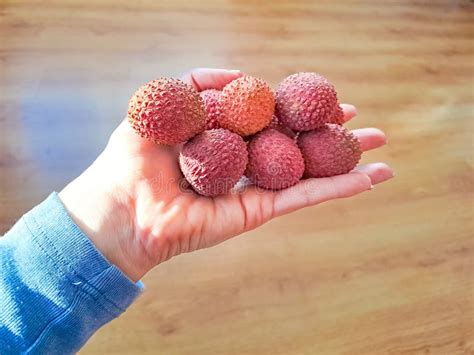 lychee fruit holding  hand tropical fruit  summer season stock