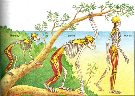 human body evolve  amazing human body