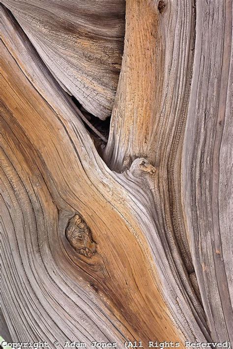 Фактуры дерева | Tree textures, Texture photography, Wood texture