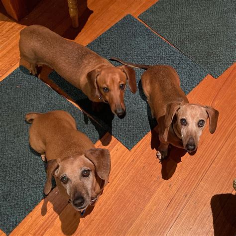 A Dachshund A Day