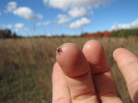 Nature Conservancy of Canada offers summer tick tips