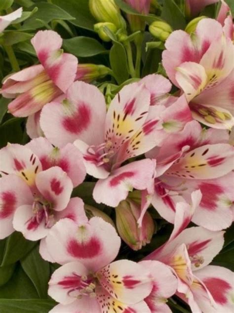 Oderings Garden Centre | Perennials - Alstroemeria Inca Flamingo 14cm