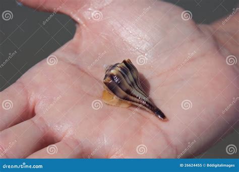 het houden van een puist stock afbeelding image  overzees