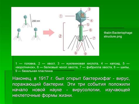 Вирусы. Ротавирус - презентация онлайн