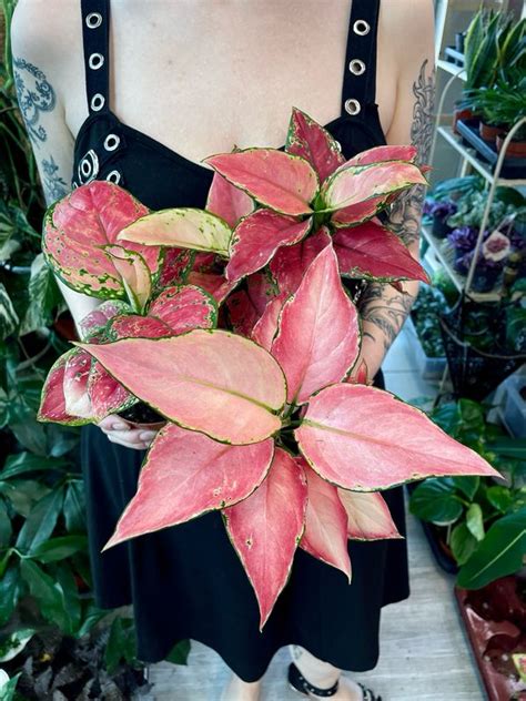 Aglaonema Pink A fi10,5