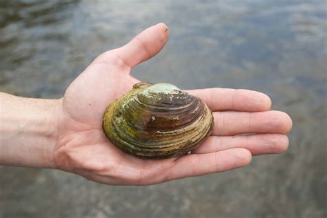 How Mussels Fool Fish Into Carrying Their Parasitic Babies