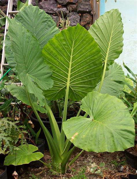 Alocasias for the Garden and House