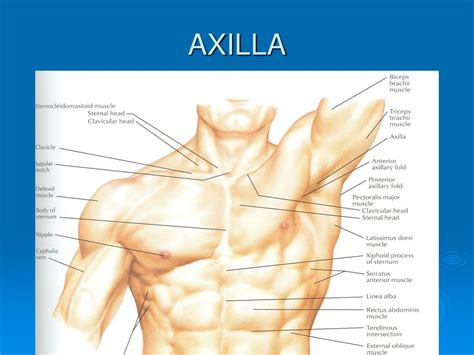 PPT - Comprehensive Guide to the Anatomy of the Axilla PowerPoint ...