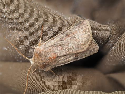 photo unidentified moth heterocera indet observationorg