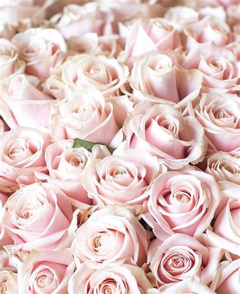 soft pink roses flowers aesthetic wallpaper wallpaperscom