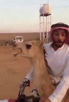 camel gifs | WiffleGif