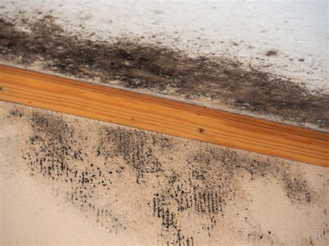mold infestation  wall  floorboard stock photo  image