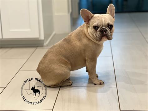 How Much Is A Merle French Bulldog