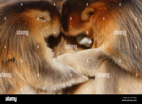 Golden Snub-nosed Monkey (Rhinopithecus roxellana) male and female ...