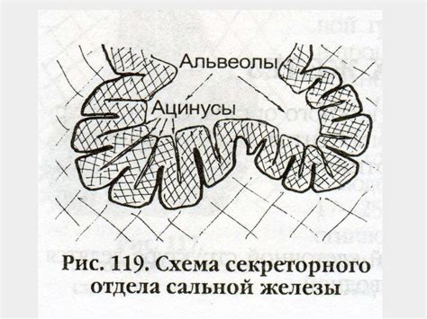 Строение и функции сальной железы - презентация онлайн