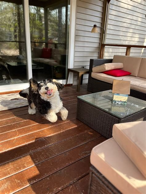 Feeling extra grateful today 💕🐾 We’re... - Pines Paw Sitters | Facebook