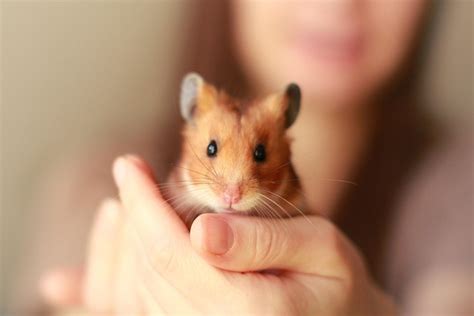 Hamster Syrian Animal - Free photo on Pixabay