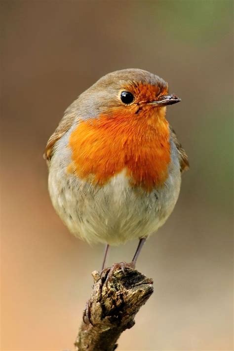 European robin – Artofit