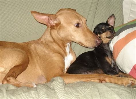 Pusi Pictures, Images & Photos | Photobucket