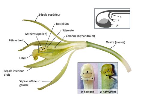 La vanille aromatique - Jardins de France