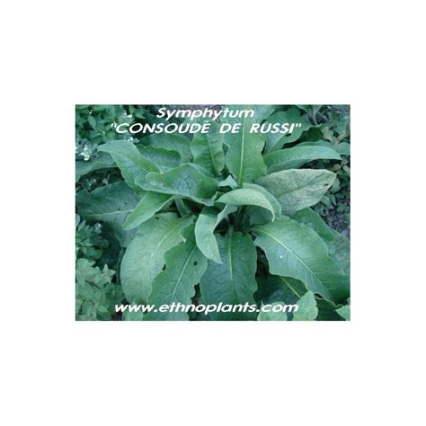 Symphytum officinale, planta de consuela para comprar