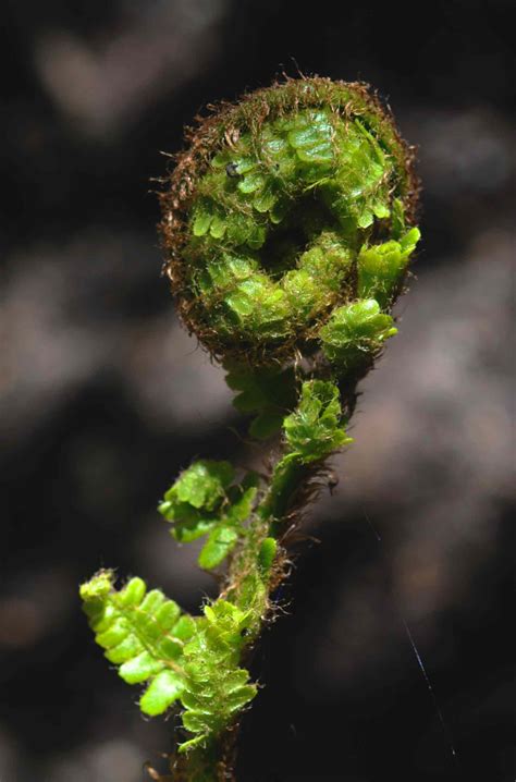 How to Grow and Care for Ostrich Ferns