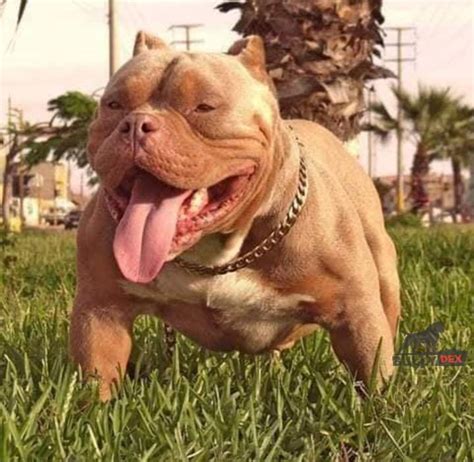 Pending Ads - BullyDEX