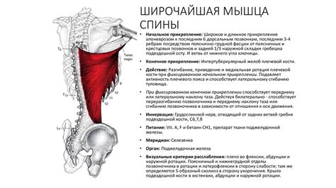 Широчайшая мышца спины - качаем