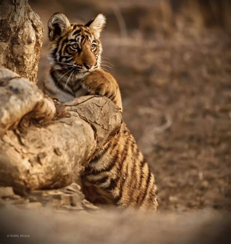 Tiger Cubs in India | Pugdundee Safaris