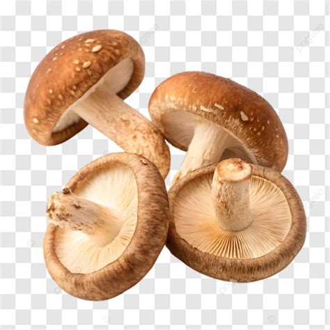 shiitake mushrooms collection isolated shiitake mushrooms mushroom