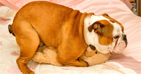 Why Do Female Dogs Hump Another Female? Is This Normal?