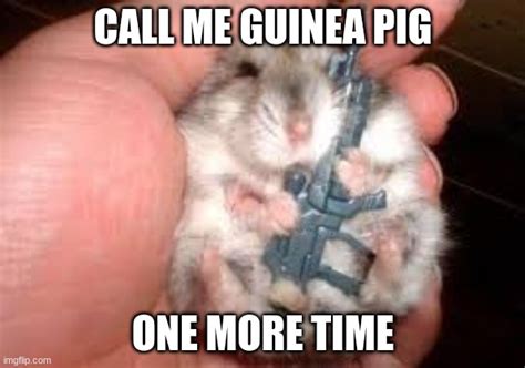 hamster Memes & GIFs - Imgflip
