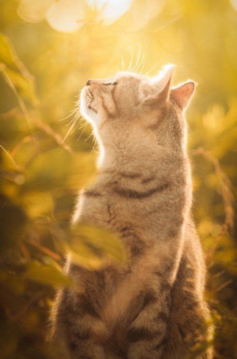 Фотография | Красивый кот, Котопес, Кошки воины