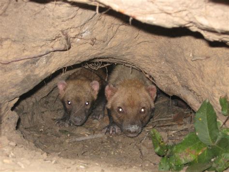 Qual O Principal ácido Encontrado No Vinagre