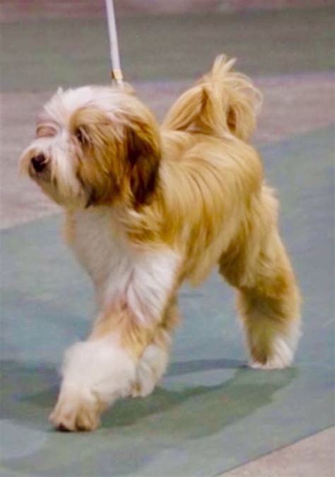 Pin by Войтюк Юлия on Тибетский терьер | Tibetan terrier, Every dog ...