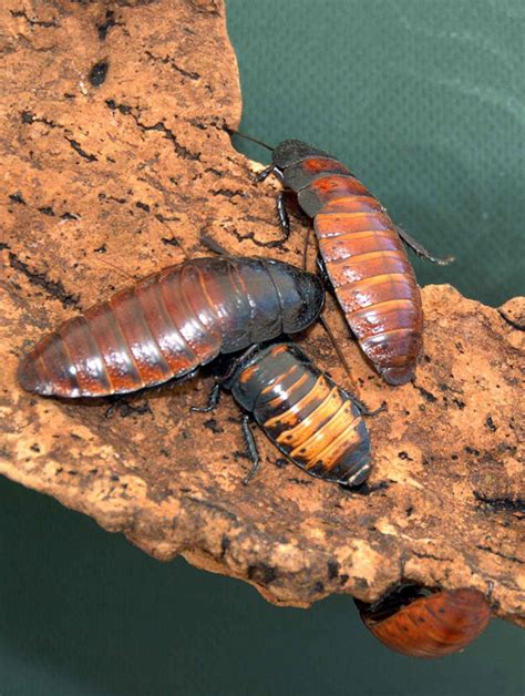 Madagascar Hissing Cockroach – Cosley Zoo