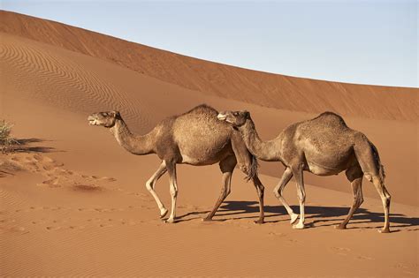 Dromedary Camel Facts - Interesting Facts