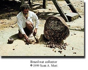 brazil nut
