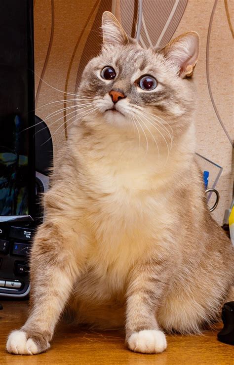 surprised blin | Blini Cat | Know Your Meme