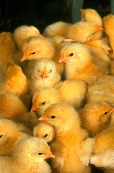Free Images : cute, young, beak, small, yellow, chicken, fauna, poultry