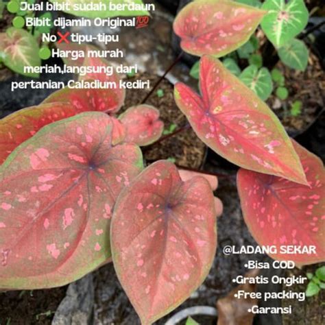 jual bunga caladium hybrid  shopee indonesia