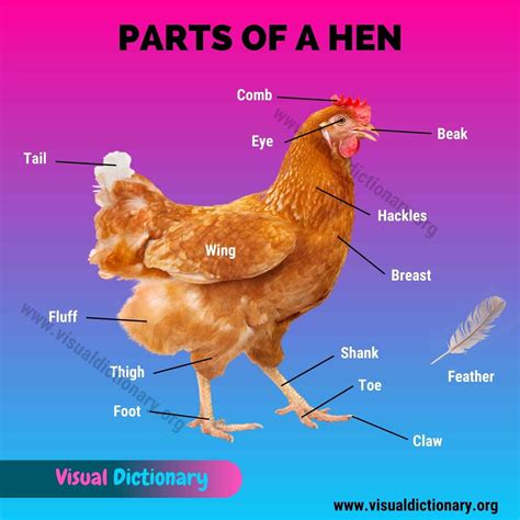 Chicken Anatomy: 16 External Parts of A Chicken You Should Know