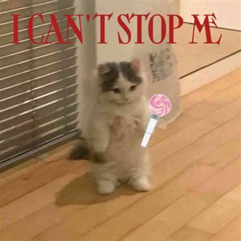 Cat meme twice i can't stop me | Cat memes, Cats, Cutest cats ever