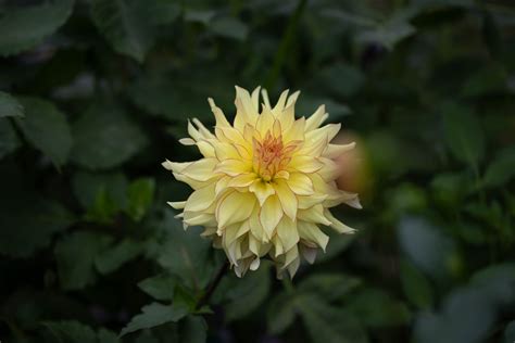 Hart's Bonnie - Under the Sun Flower Company