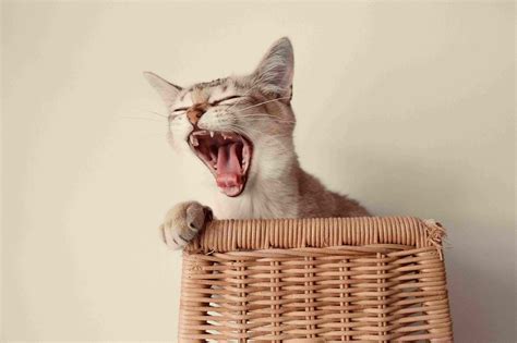 Why Does My Cat Have Bad Breath? (Causes, Preventions & Remedies)