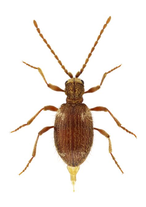 Bed Bugs That Look Like Other